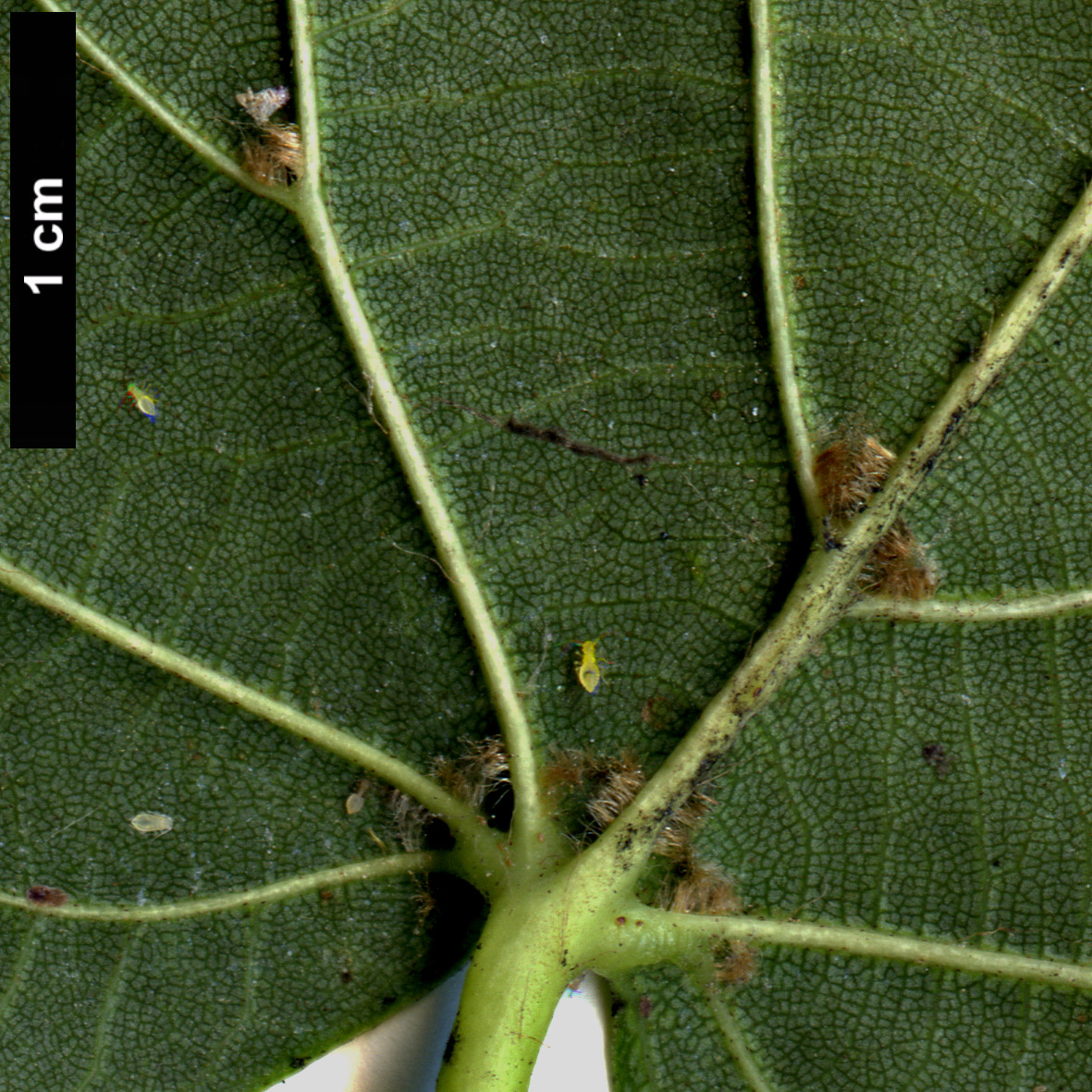 High resolution image: Family: Malvaceae - Genus: Tilia - Taxon: dasystyla - SpeciesSub: subsp. dasystyla High resolution image: Family: Malvaceae - Genus: Tilia - Taxon: dasystyla - SpeciesSub: subsp. dasystyla
